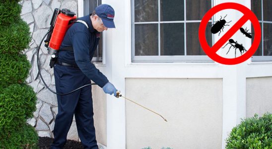 Dalaman Kemirgen İlaçlama böcek ilaçlama ve haşere kontrolü — ilaclama-tr.com
